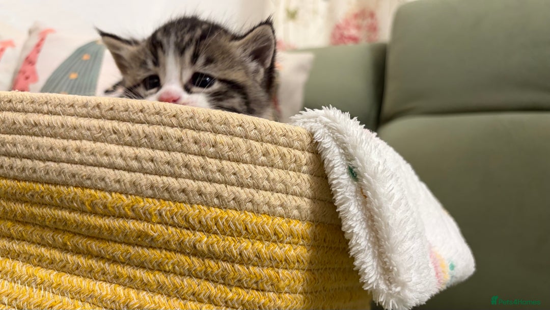 Siberian cats for sale: 4 Beautiful Siberian Cross Kitties 💗 - Advert 22