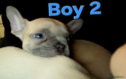 French Bulldog dogs for sale: STUNNING   !French Bulldog Litter!  - Image 6