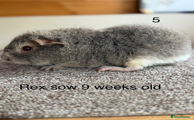 Guinea Pig rodents - Advert 6