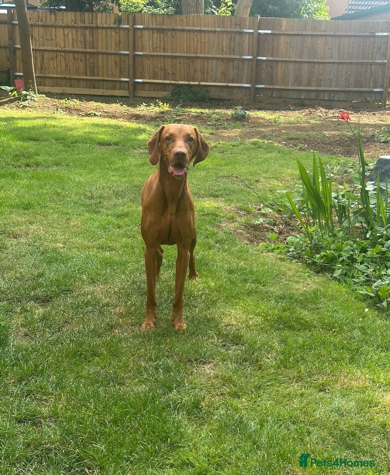 Hungarian Vizsla dogs Proven KC Registered Stud - Advert 2
