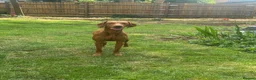 Hungarian Vizsla dogs for stud: Proven KC Registered Stud - Advert 2