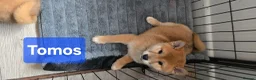 Japanese Shiba Inu dogs for sale: Foxy little shibas - Advert 10