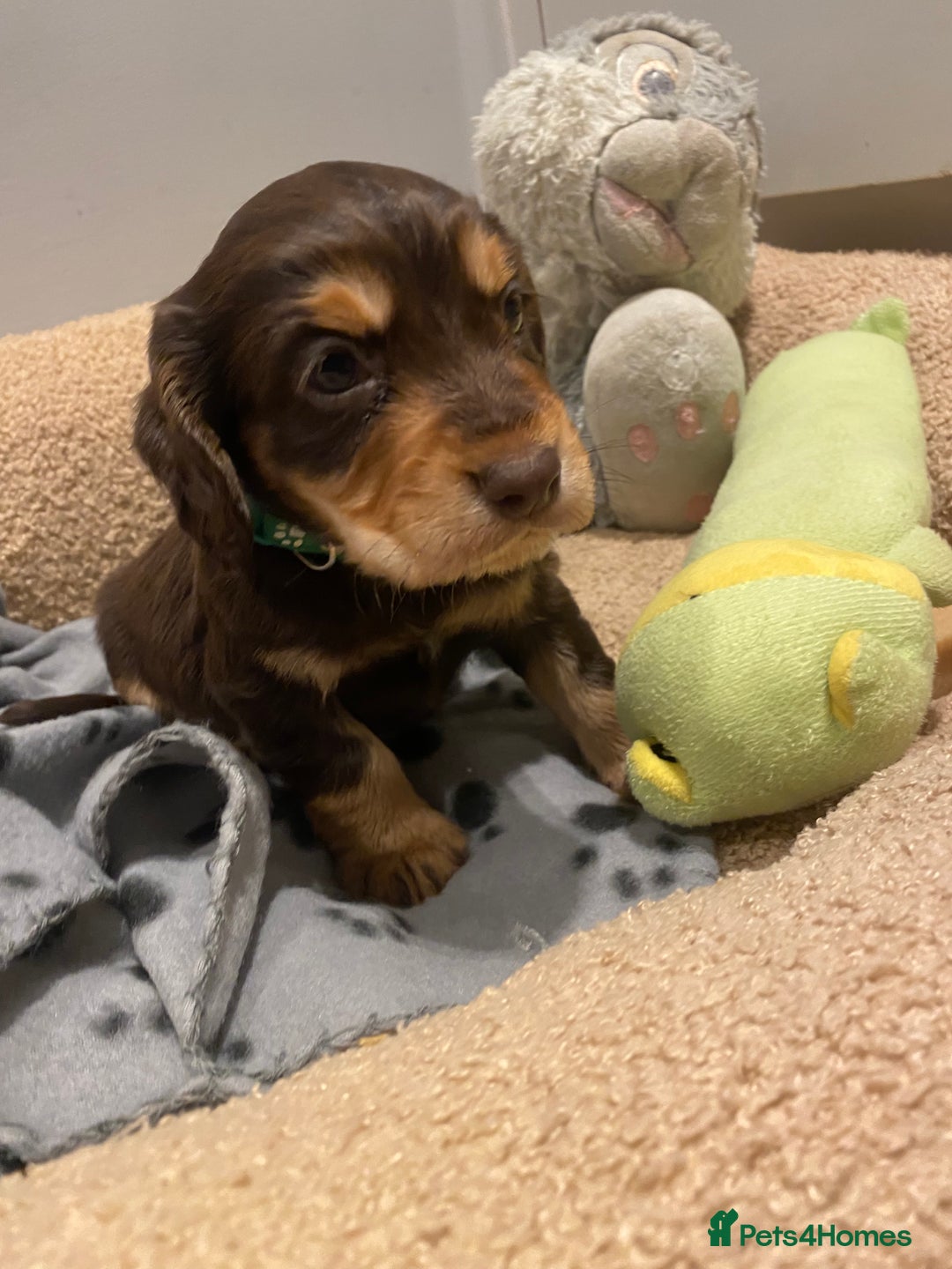 Cocker Spaniel dogs for sale: 2X cocker spaniel pups left  - Advert 4