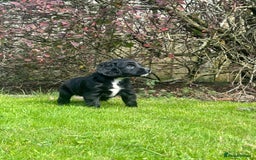 Sprocker dogs for sale: Sprocker spaniel puppies - Image 3