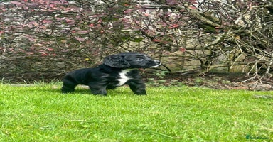 Sprocker dogs - Advert 11