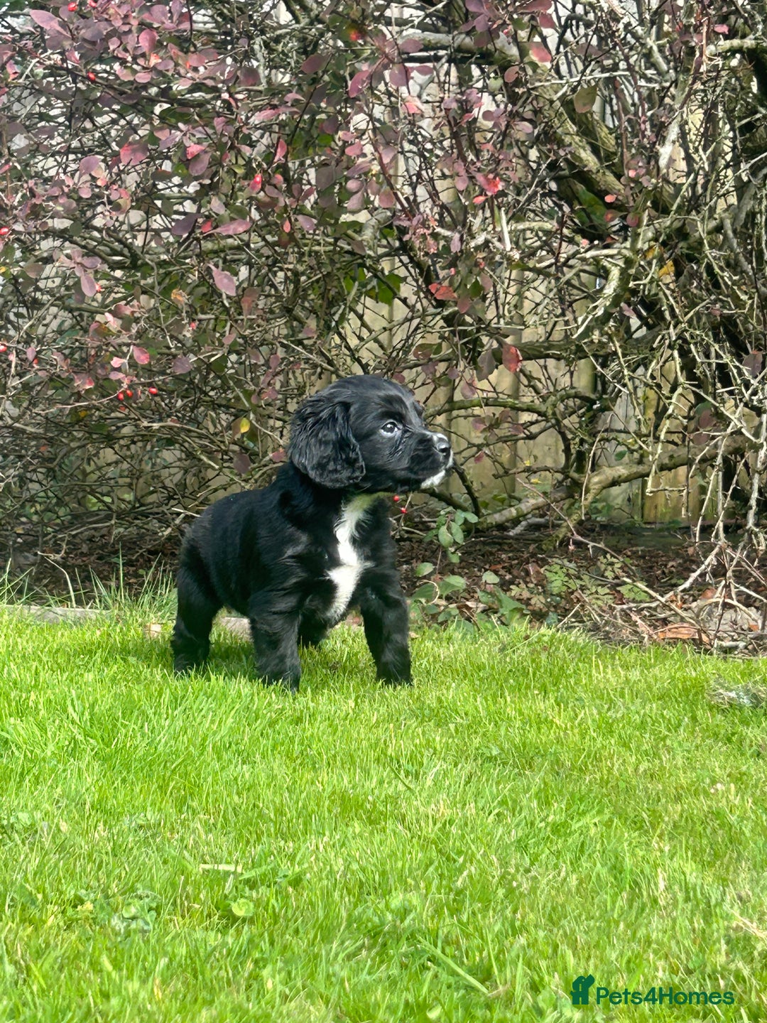 Sprocker dogs for sale: Sprocker spaniel puppies - Image 3