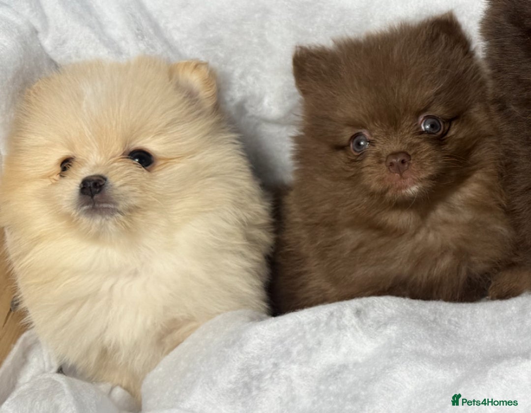 Pomeranian dogs for sale: Outstanding pomeranians - Advert 6