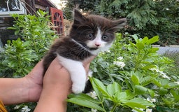 Bengal cats for sale: TWO Beautiful kittens of JOY remaining! - Image 7