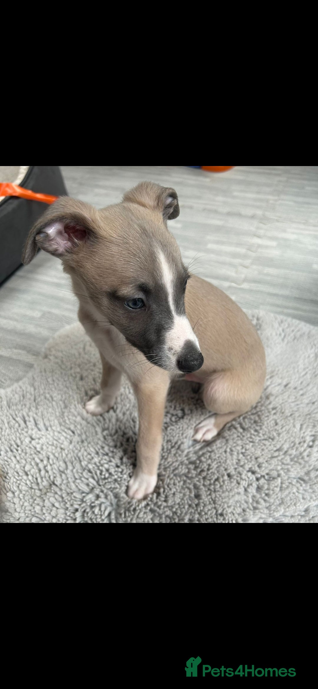 Whippet dogs for sale: Full kc registered whippets  - Image 2