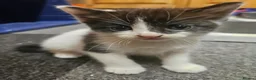 Mixed Breed cats for sale: 3 boys and 2 girl kittens for sale - Advert 3