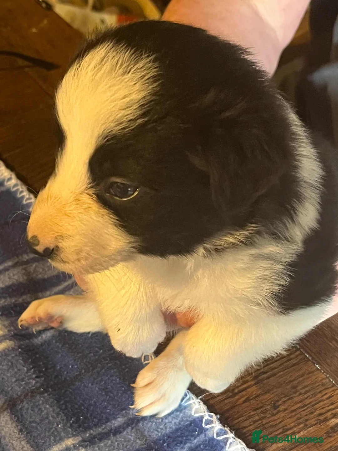 Border Collie dogs for sale: Border collie puppies, excellent litter!!  - Advert 21