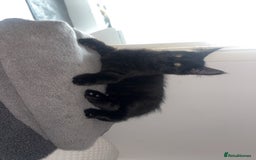 British Longhair cats for sale: Older Kitten - Image 6