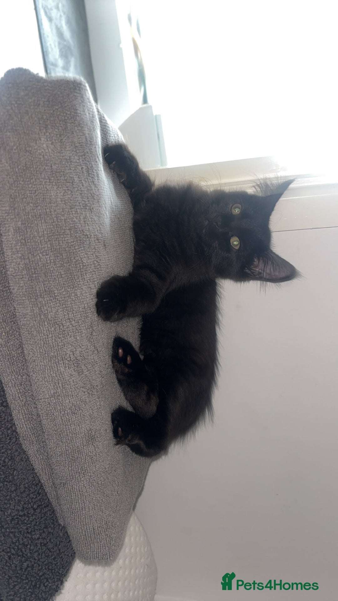British Longhair cats for sale: Older Kitten - Image 6