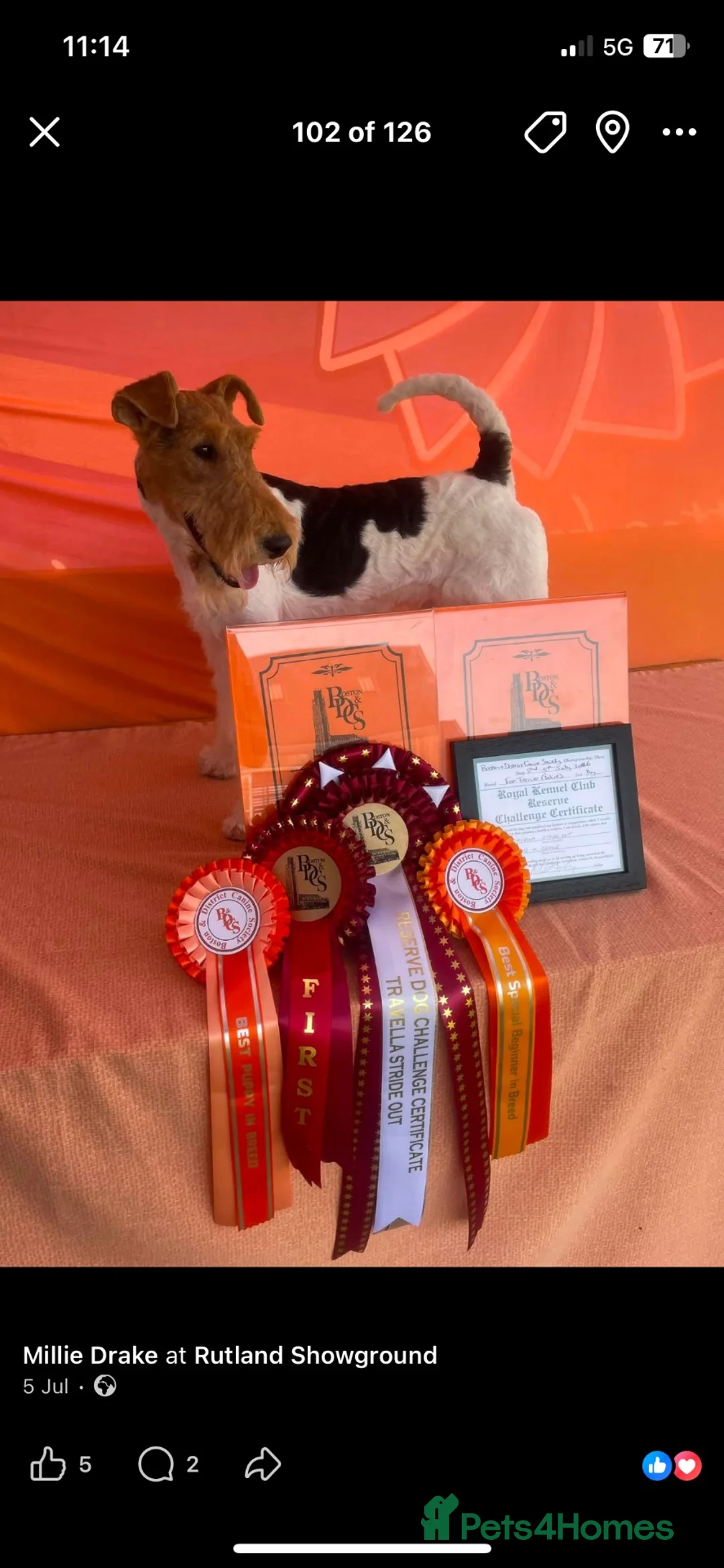 Fox Terrier dogs for sale: Gorgeous wire fox terrier  - Advert 2