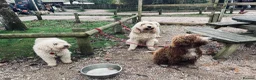 Goldendoodle dogs for stud: Tuxedo Australian Double Doodle - Advert 15