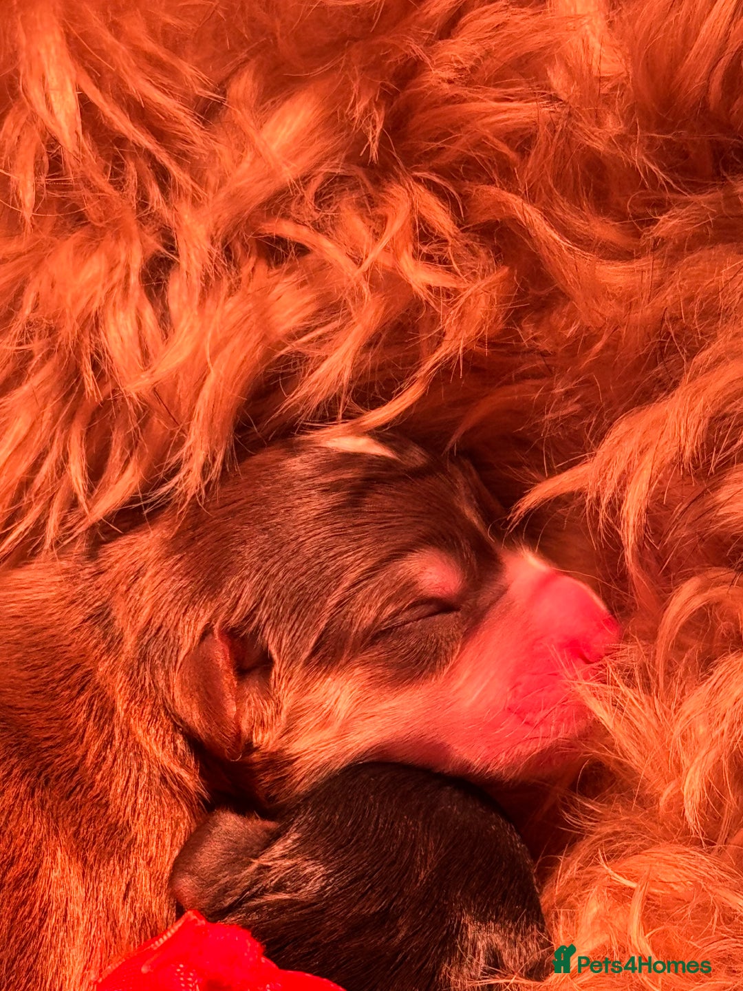 Cockapoo dogs for sale: Stable-tan-black cockapoos F2 - Advert 8