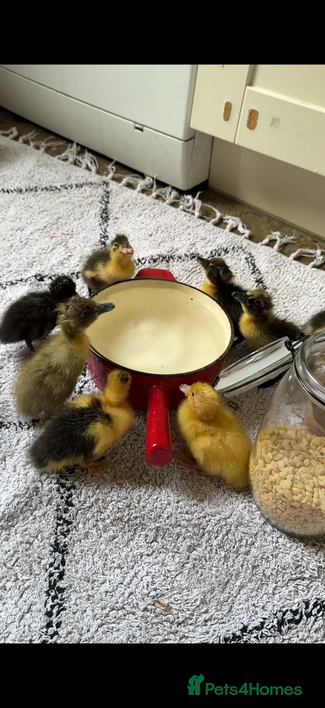 Ducks poultry for sale: Just hatched runner ducklings in Marlow - Advert 1