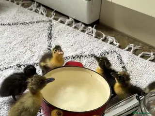 Ducks poultry Just hatched runner ducklings - Advert 9