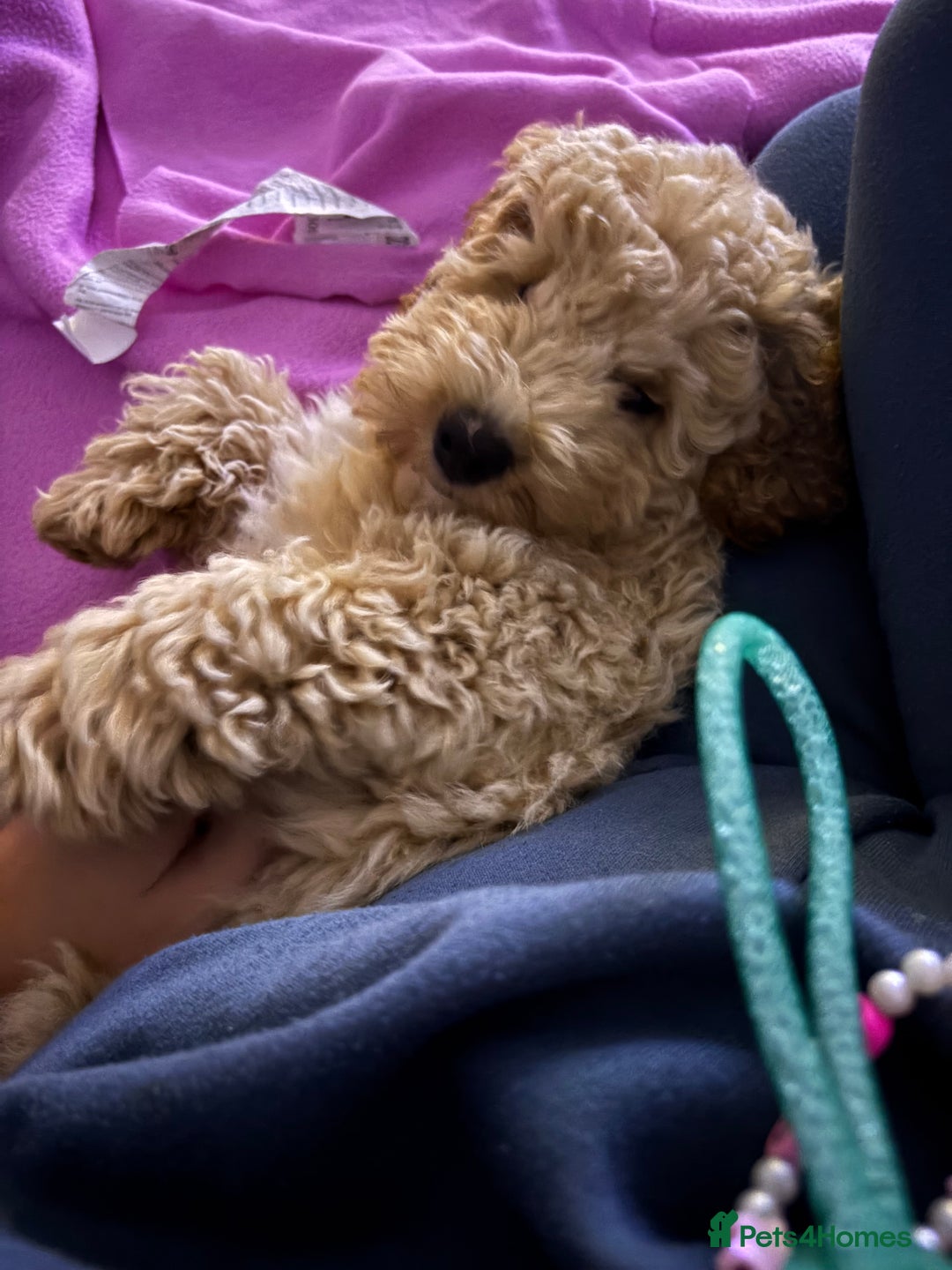 Cockapoo dogs for sale: *** Re-Home *** F1B male cockapoo pup - Advert 4