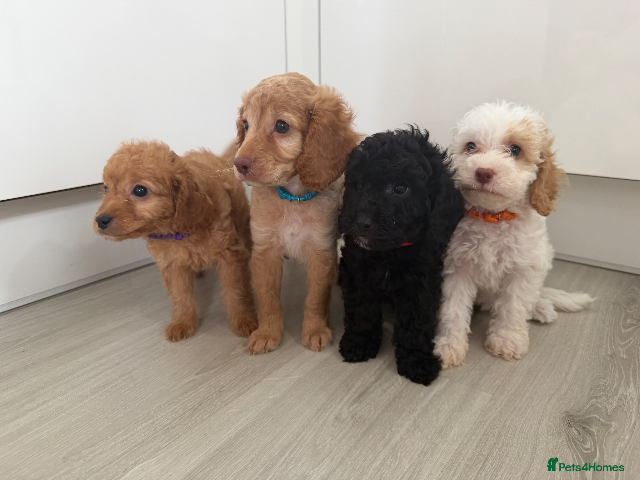 Mixed Breed dogs READY SOON! Cockapoo X Cavapoo, gorgeous puppies. - Advert 2