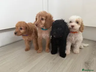 Mixed Breed dogs READY SOON! Cockapoo X Cavapoo, gorgeous puppies. - Advert 3