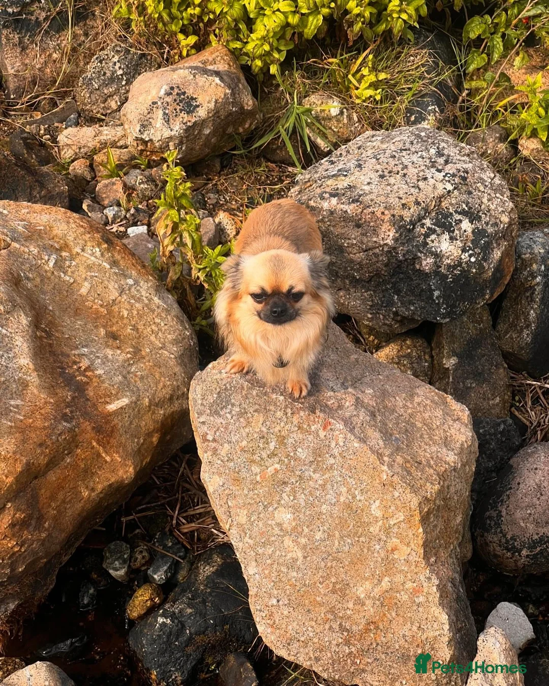 Chihuahua dogs for stud: Beautiful Long-Haired Chihuahua Stud – Duke 🐾 - Advert 3