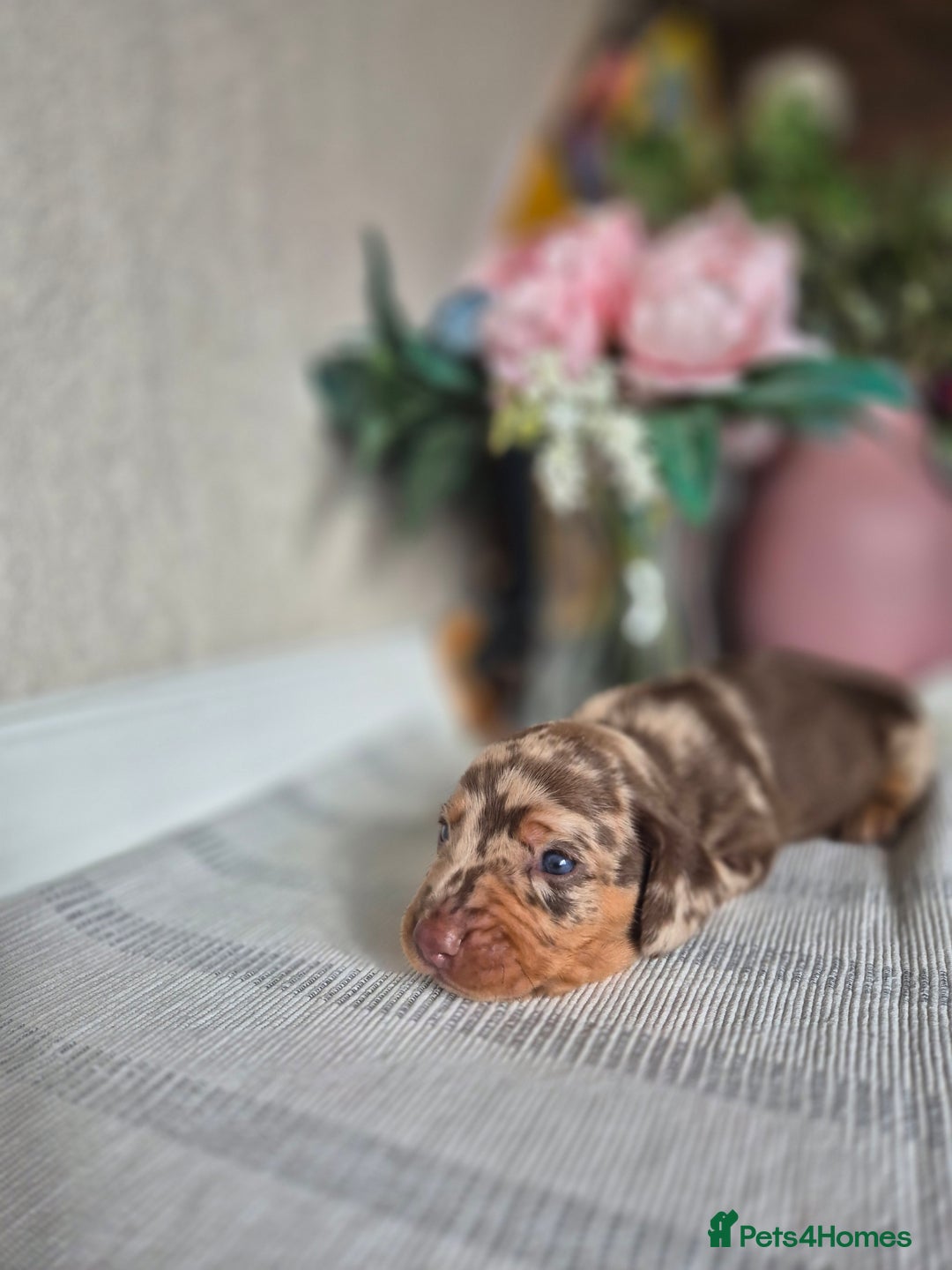 Dachshund dogs for sale: Miniature dachshund puppies PRA CLR - Image 3