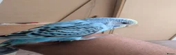 Budgerigars birds for sale: Budgies with Complete setup and Cage - Advert 7