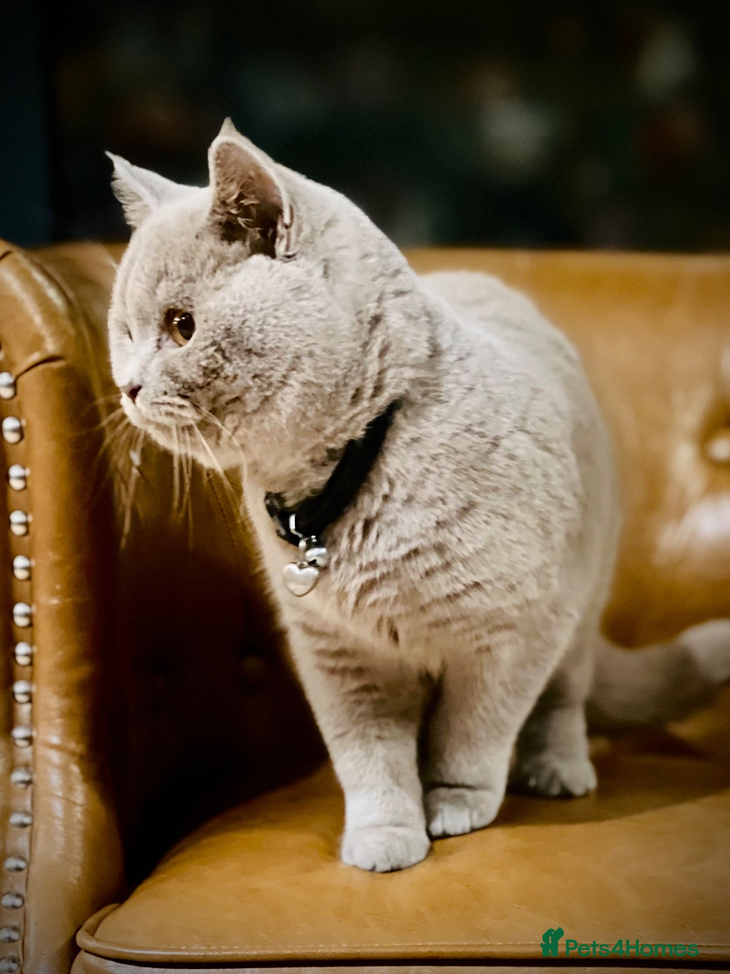 British Shorthair cats for sale: BSH Lailac - 7 more months old ready to rehome - Advert 21