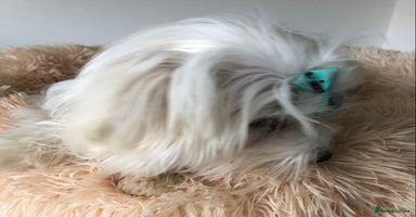 Maltese dogs in Worthing - Advert 13