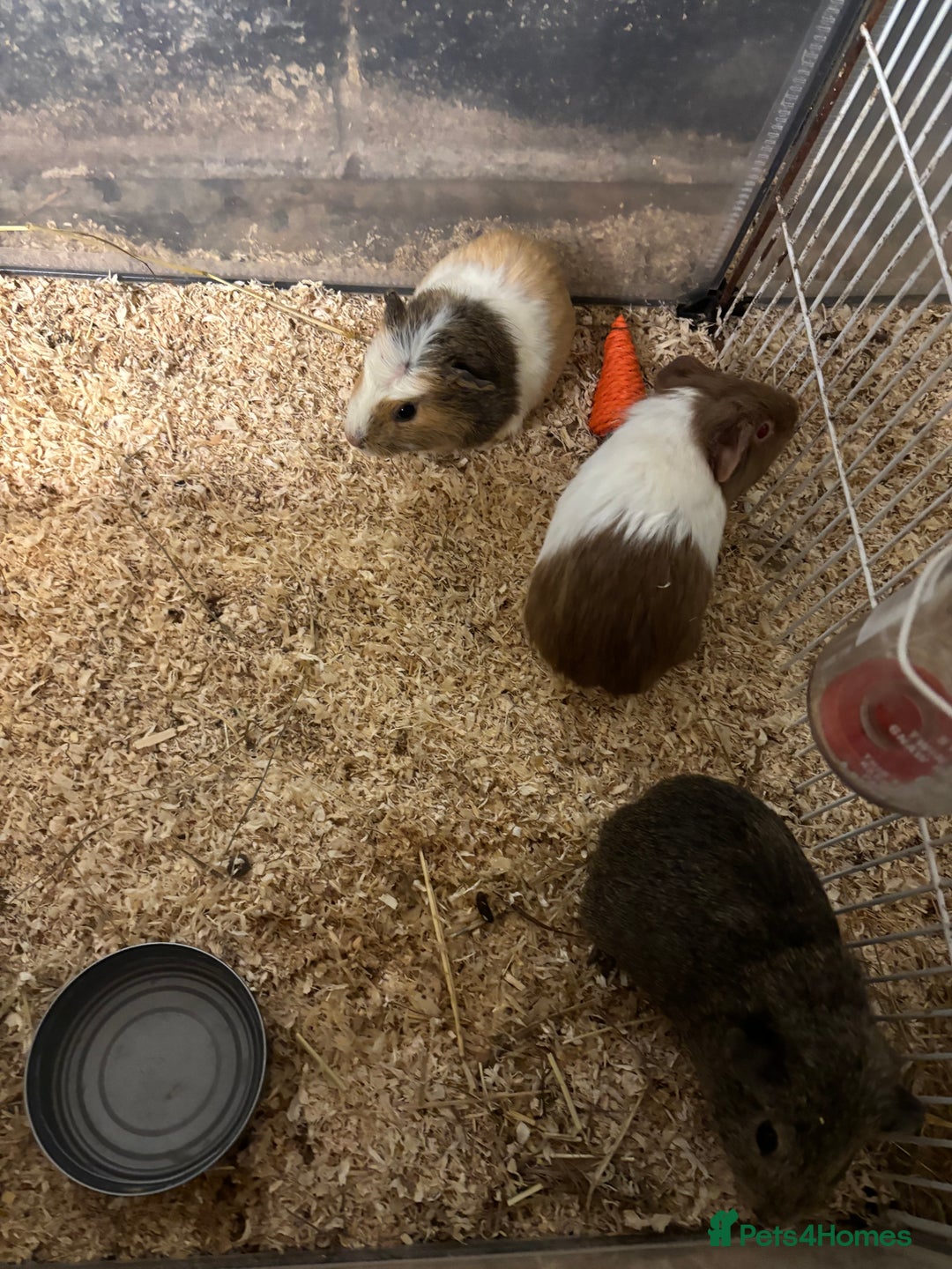 Guinea Pig rodents for sale: Beautiful baby female guinea pigs  - Advert 2