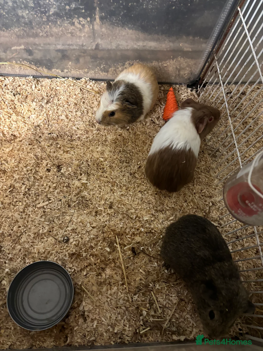 Guinea Pig rodents for sale: Beautiful baby female guinea pigs  - Advert 2