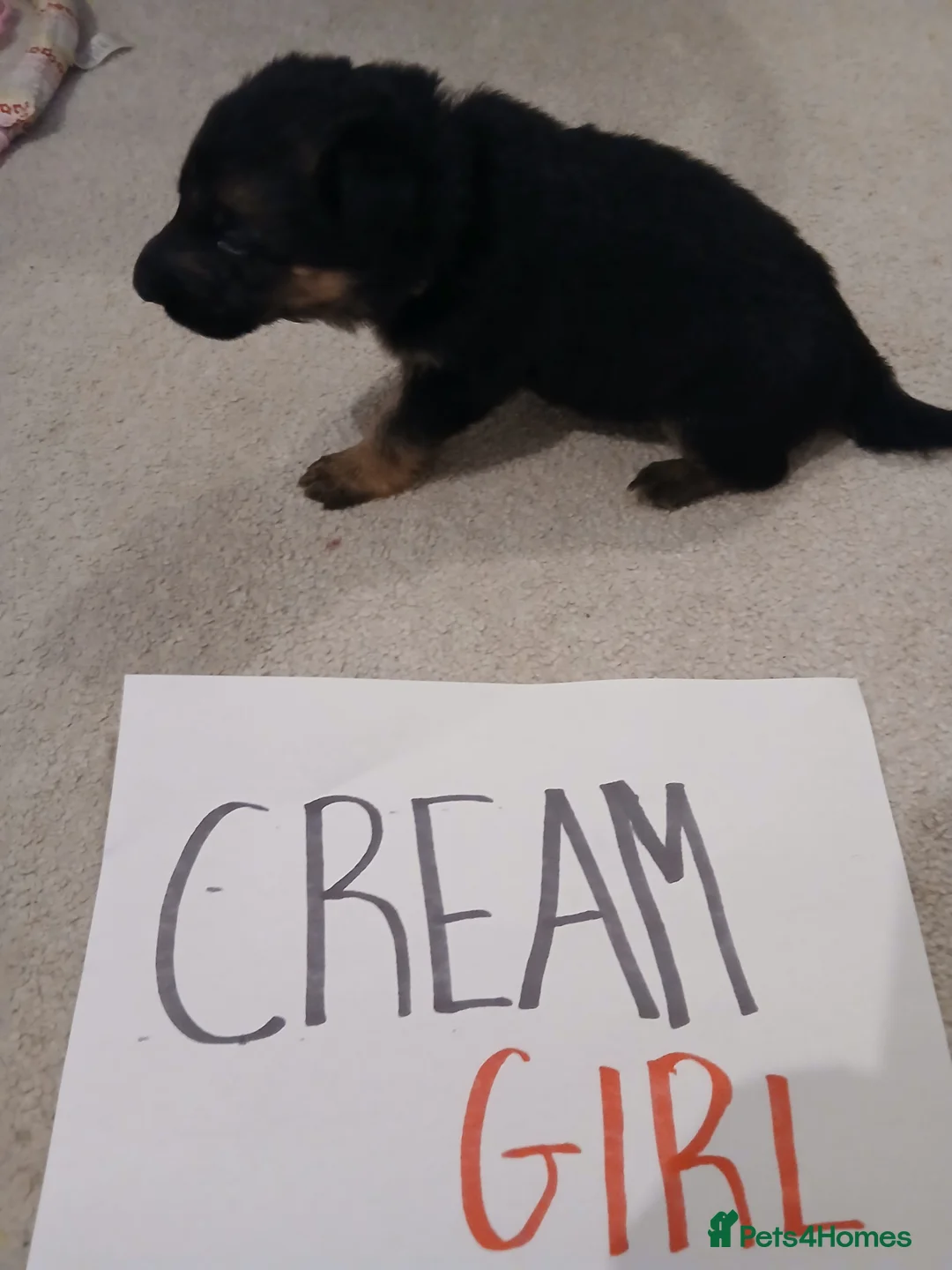 German Shepherd dogs for sale: Amazing german shepherd pups - Advert 12