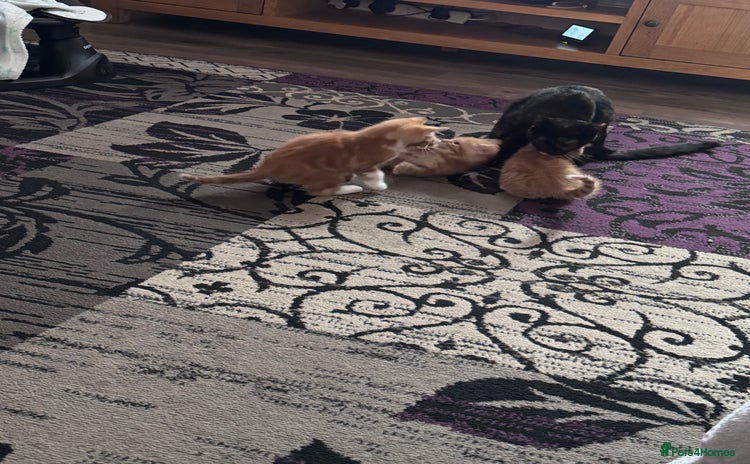 Mixed Breed cats - Advert 3