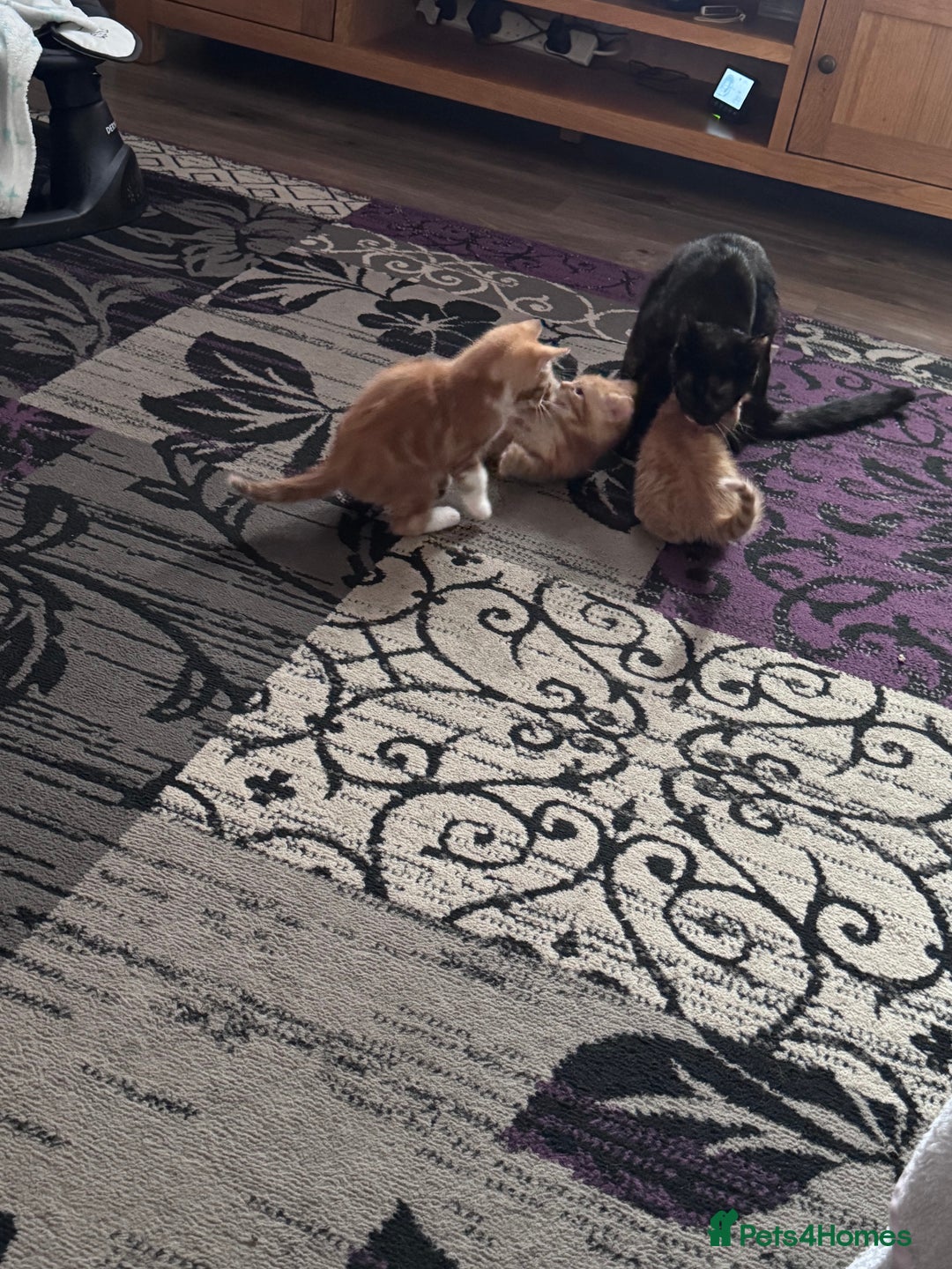 Mixed Breed cats for sale: 3 gorgeous ginger kittens READY NOW - Image 1