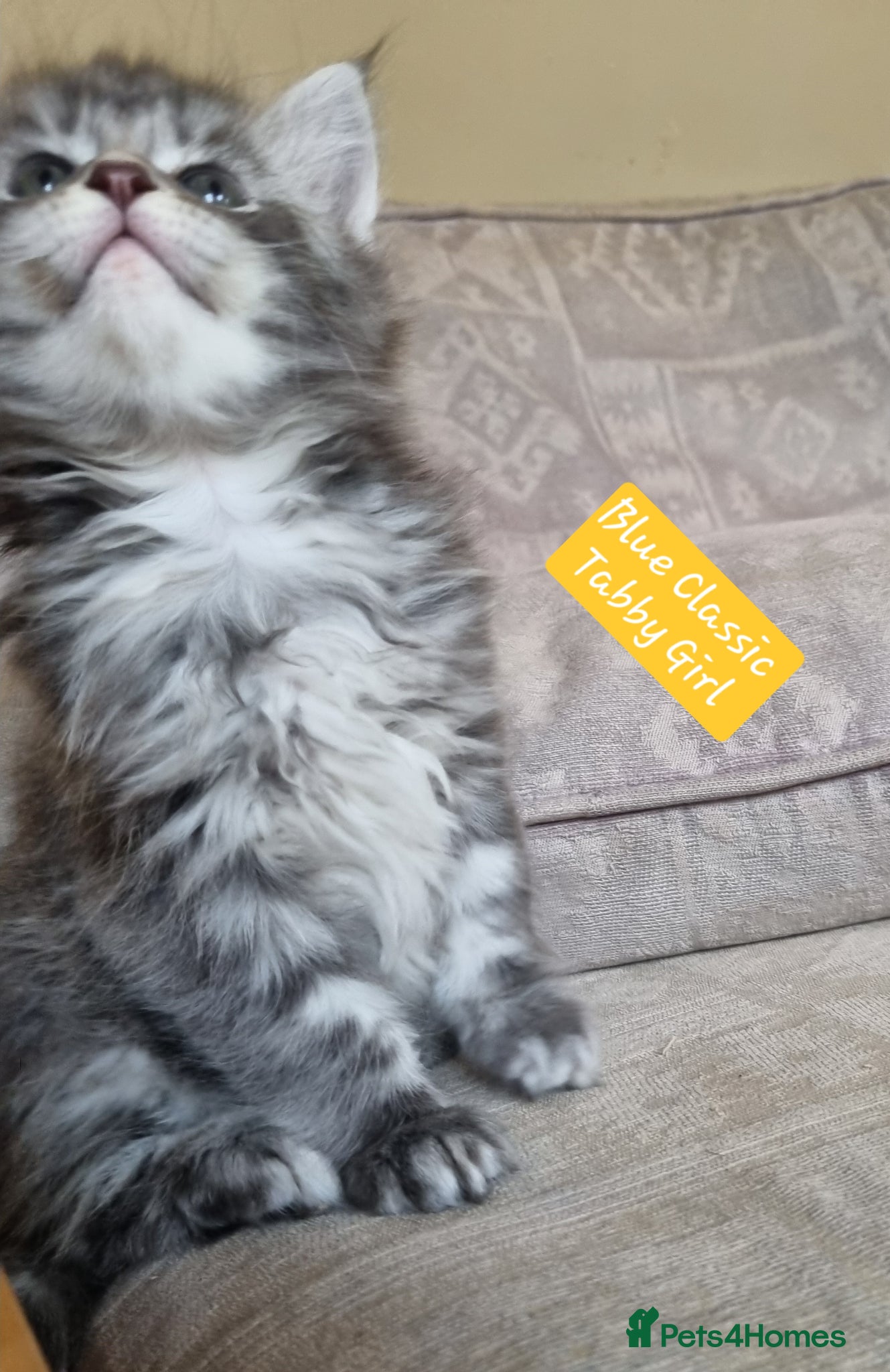 Maine Coon cats Maine Coon Kittens  - Advert 2