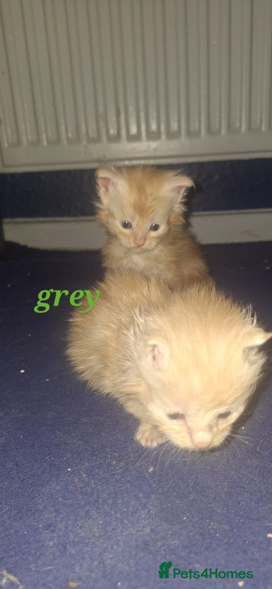 Maine Coon cats for sale: Full main coon kittens for sale - Advert 2