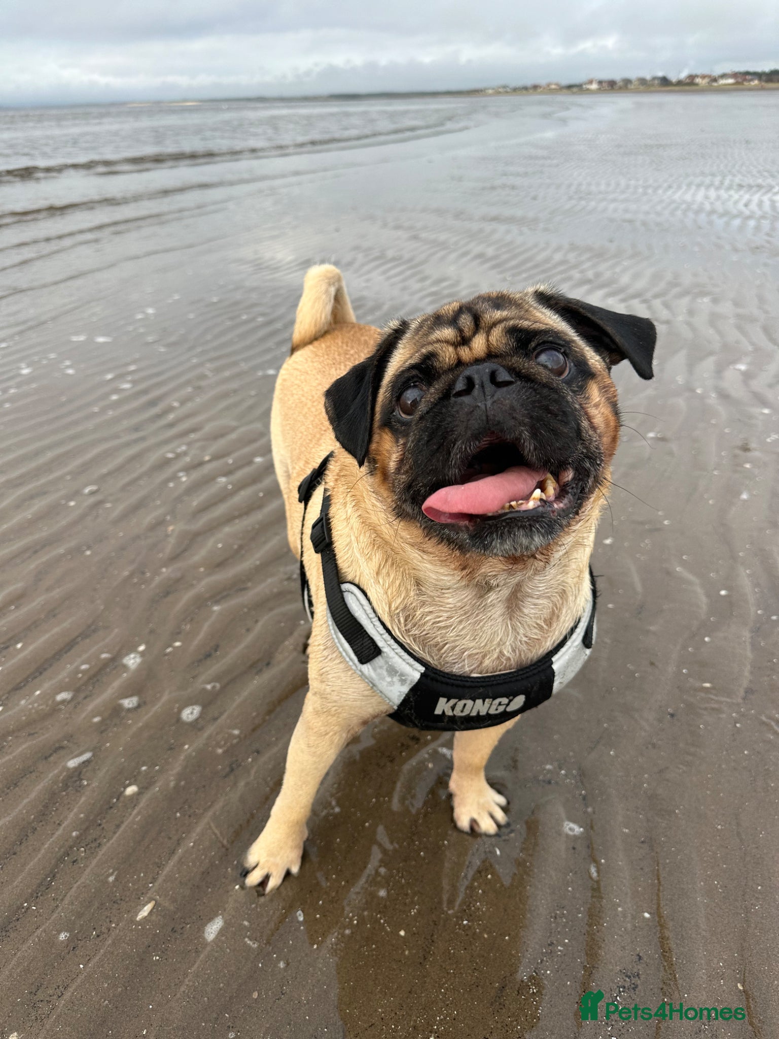 Pug dogs 8 year old pug boy  - Advert 1