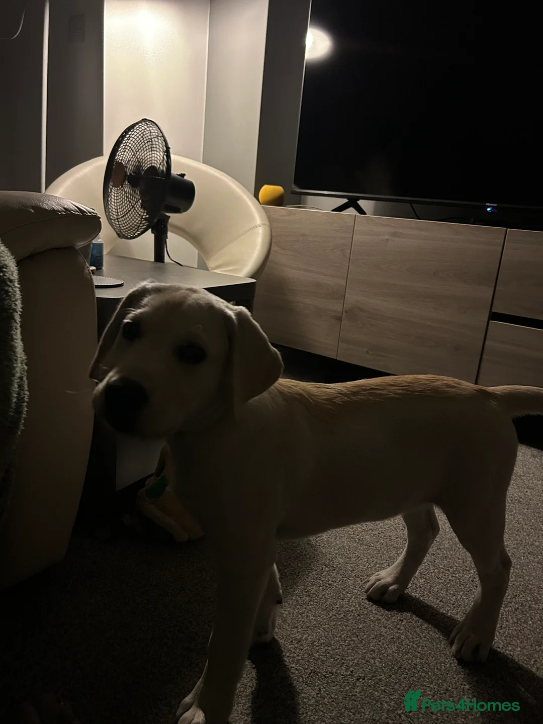 Labrador Retriever dogs for sale: Welcome Anjola, 9-month old Labrador, to your home - Advert 16