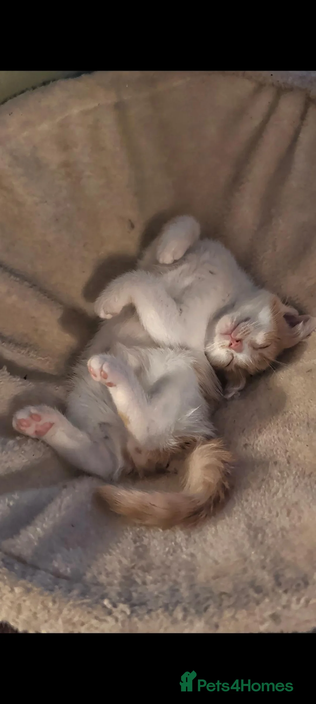 Ragcoon cats for sale: One Sweet & Crazy boy left🩵 - Advert 2