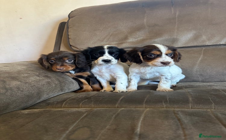 Cocker Spaniel dogs - Advert 1