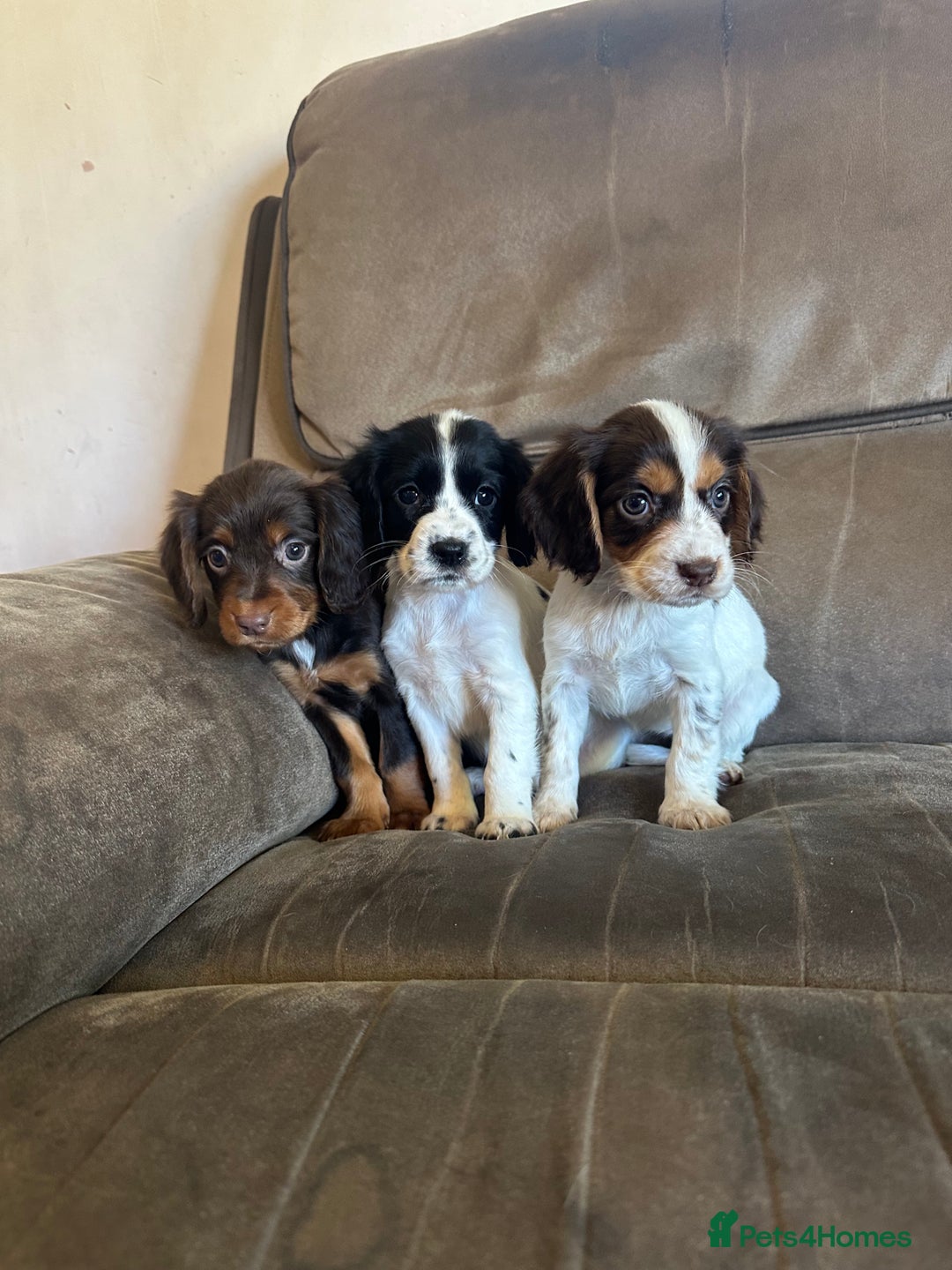 Cocker Spaniel dogs for sale: Kc registered cocker spaniels - Image 1