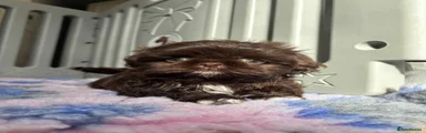 Shih Tzu 1