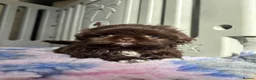Shih Tzu dogs for sale: 💕Stunning Chocolate Shih Tzu💕 - Advert 29
