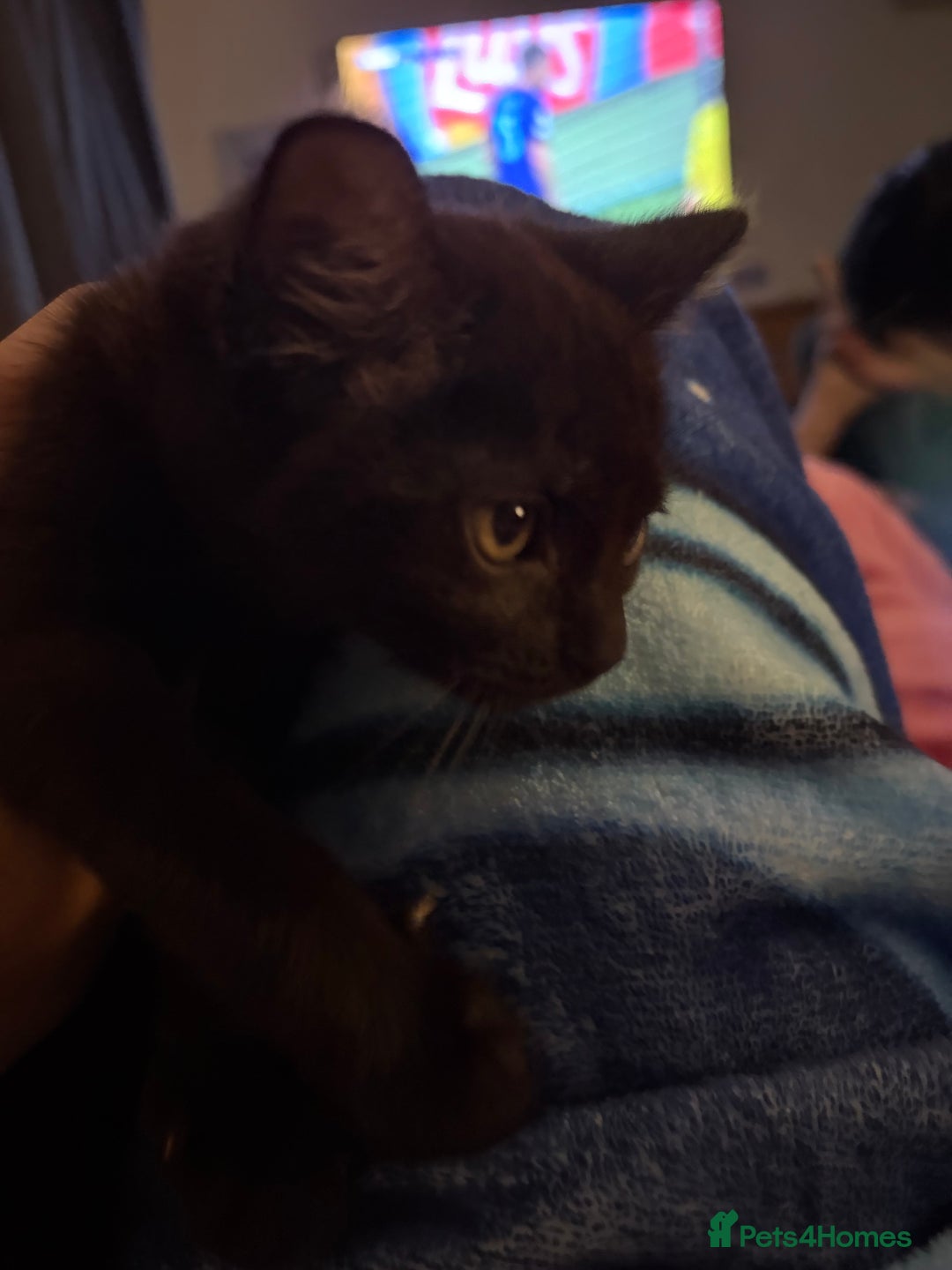 Mixed Breed cats for sale: Half ragdolls cuddly, all girls, ready now - Advert 13