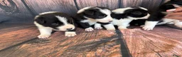 Border Collie dogs for sale: Border Collie puppies (Long Coat) for sale - Advert 5