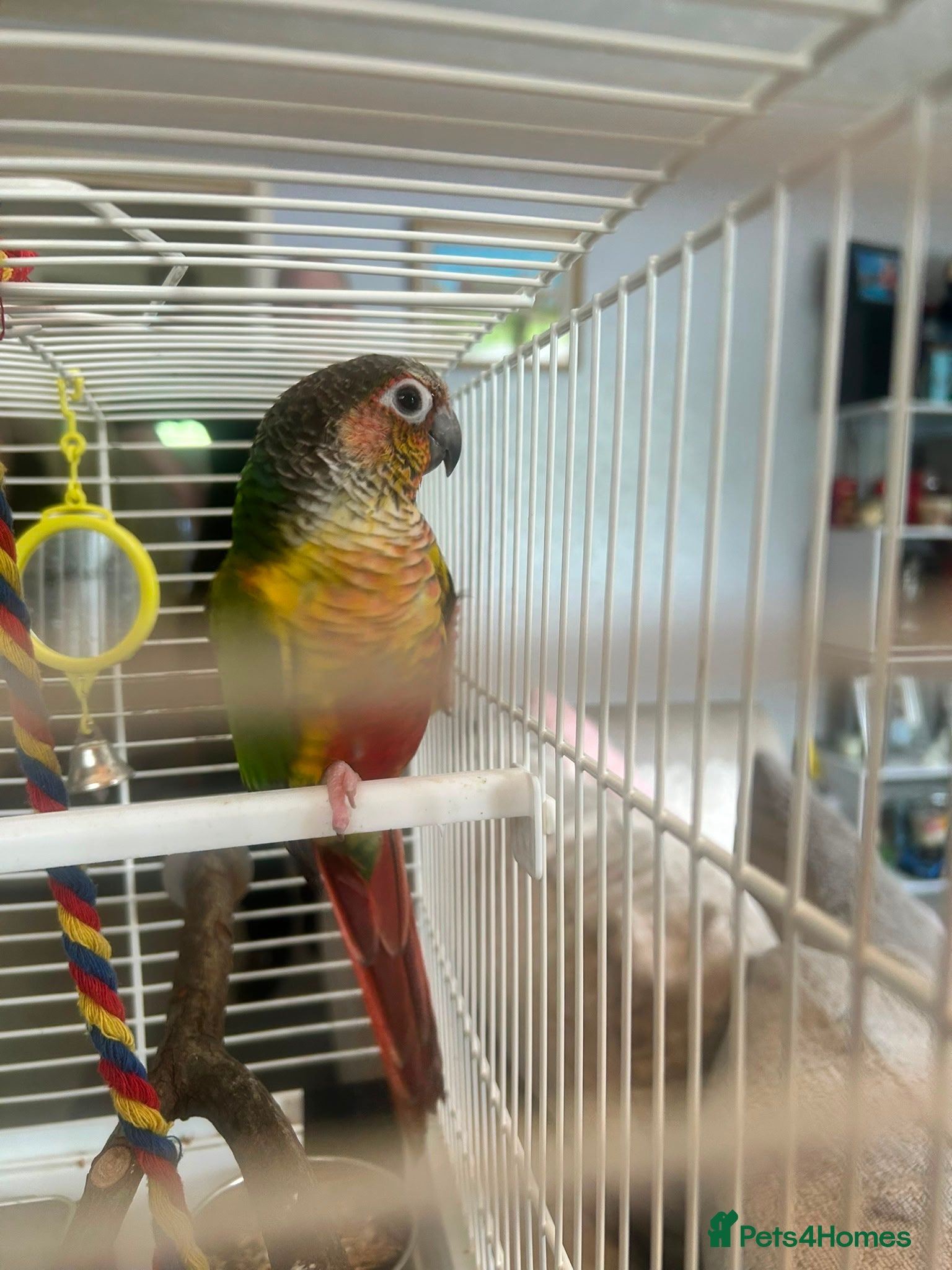 Conures birds Concur pineapple  - Advert 1