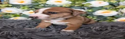 Toy Poodle dogs for sale: ❤️3/4 Jack Russell girl❤️  - Advert 6