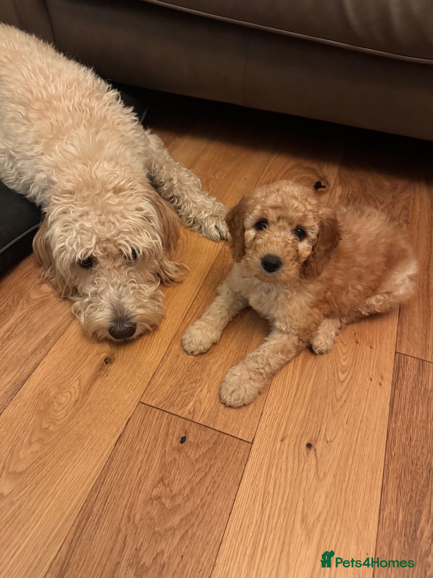Labradoodle dogs ❤️ Beautiful Red F1b Labradoodle Puppies ❤️ - Advert 2