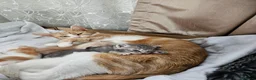 Mixed Breed cats for sale: 4 Gorgeous and playful kittens - Advert 3